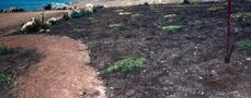 What the coastal bluff looked like at planting in 1984. This was a cow pasture that we restored. - grid24_6