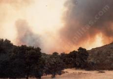 The fire that burned all the manzanitas behind Las Pilitas nursery in 1979. - grid24_6