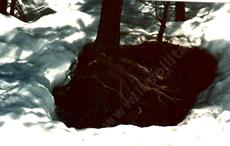 The tree roots in early spring seem to warm and melt the snow. - grid24_6