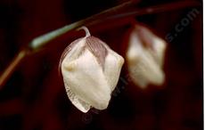 Calochortus albus, Fairy Lantern with a little pink - grid24_6