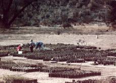 Celeste and Penny weeding while Ian was supervising in about 1992. The photos were not dated, so just a guess. - grid24_6