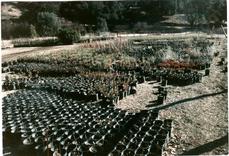 The nursery in about 1984.  - grid24_6