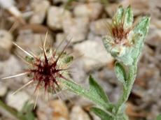 Centaurea melitensis Tocalote is smaller than regular star thistle, harder to control. - grid24_6
