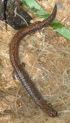 Black-bellied Slender Salamander,  Batrachoseps nigriventris across a wet spot of roots - grid24_6