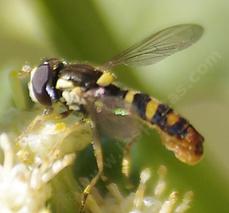 Sphaerophoria larvae are predators of aphids - grid24_6