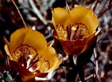 Calochortus clavatus - grid24_6