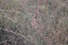Eriogonum gracile, Slender Woolly Buckwheat - grid24_6