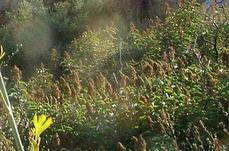 Laurel Sumac, Malosma is native in Los Angels and south to San Diego. This was a slope in North San Diego. - grid24_6