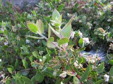 Arctostapyhlos cruzensis doing fine in a Cambria Garden. - grid24_6