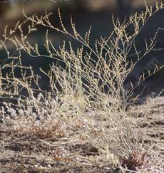 Eriogonum roseum, Wand buckwheat is an annual buckwheat that is native all over the Santa Margarita property. - grid24_6