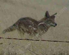 A long photo of a Coyote running. - grid24_6