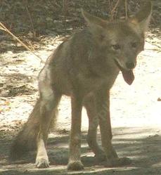 A young coyote being cute. - grid24_6
