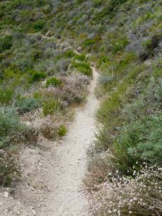 A trail through coastal sage scrub. Plants include Lupinus chamisonis, Coyote Bush, Cliff Buckwheat, Deerweed, Sticky Monkey flower, and Giant Rye. - grid24_6