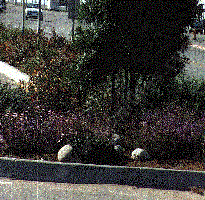 Sorry the picture is old. This was a native planting in about 1990. - grid24_6