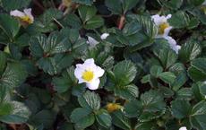 Beach Strawberry or Sand Strawberry makes a great groundcover. - grid24_6