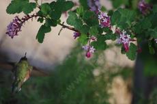 Is it a Rufous or Allen Hummingbird? Only the males know. The plant is Ribes malvaceum, Pink Chaparral Currant. - grid24_6