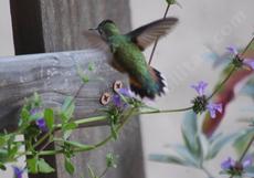 Is it a Rufous or Allen Hummingbird only the males know. On a Salvia munzii - grid24_6