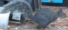 Running tree squirrel. The tree squirrels do not really cause us much problems, and they are one of the  dispensers of tree seeds and mycorrhiza. - grid24_6