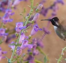 Costa's Hummingbird on Mojave beardtongue, Penstemon incertus. This native plant grows along the Southern Sierras. - grid24_6