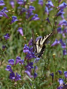 Our Penstemon 'Margarita BOP' with a swallowtail butterfly - grid24_6