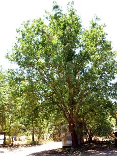 A 30 year old Quercus lobata, Valley Oak about 35 foot tall. - grid24_6