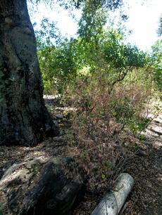 Ribes indecorum, chaparral currant,  is summer dormant.  With water it sometimes will come back. - grid24_6