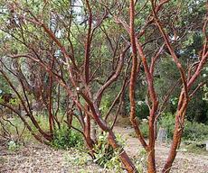 The exposed branches of Dr. Hurd manzanita. - grid24_6