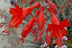 Zauschneria Catalina, The flowers of California Fuchsia from the Channel islands. - grid24_6
