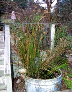 Juncus textilus, Basket Rush - grid24_6