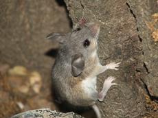 A mouse - grid24_6