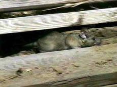 Dusky-footed Wood Rat, Neotoma fuscipes - grid24_6