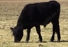 Cows eat almost anything and it comes out as fertilizer. They also turn the area their into fertilizer. - grid24_6