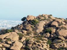 Here is a picture of the few remaining native plants above Los Angeles. The rocks are protecting the natives from the weeds and the fires that come with weeds. This area should burn every 200 years or so, not every year. Weeds can burn at any time. - grid24_6