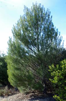 A young Pinus murictata at the Las Pilitas Nursery. - grid24_6