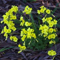 Oxalis pes-caprae (buttercup oxalis, Bermuda buttercup, yellow oxalis) is a nasty weed in coastal areas. - grid24_6