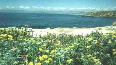 Coastal Bluff with Eriophyllum staechadifolium artemisiaefolium,  Yellow Yarrow - grid24_6