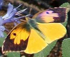 An open winged Dogface Butterfly in flight. - grid24_6