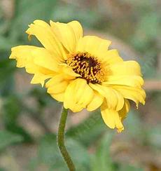 Encelia californica - California encelia, California brittlebush, bush sunflower  - grid24_6