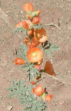 Desert mallow, Sphaeralcea ambigua flowers - grid24_6