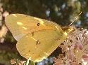 An Alfalfa Butterfly - grid24_6