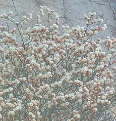 Eriogonum heermannii, Heerman Buckwheat with it's reddish white flowers. - grid24_6