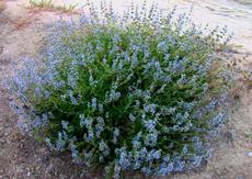Salvia Daras Choice has blue flowers - grid24_6