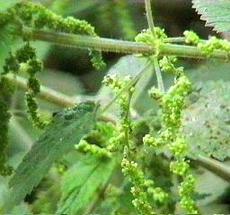 Urtica holosericea Hoary Nettle - grid24_6