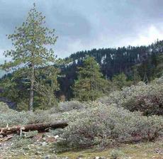 Pinus monophylla and  Arctostaphylos parryana as a groundcover. - grid24_6