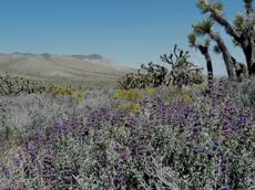 Salvia dorrii, purple desert sage with a sea of butterflies. To bad the Joshua Trees will not support a hammock.  - grid24_6