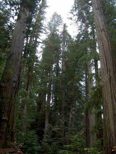 Looking up into the Coastal redwoods along the California north coast.  California's Coastal Redwood forest  is  dominated by Sequoia sempervirens - grid24_6