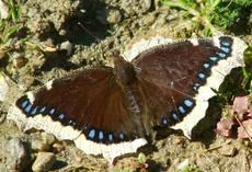Mourning Cloak Butterfly sipping mud - grid24_6