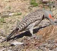 Northern Flicker, Colaptes auratus eating ants - grid24_6