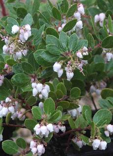 Arctostaphylos edmundsii, Big Sur Manzanita - grid24_6