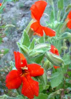 The flowers of Mimulus cardinalis, Scarlet Monkey Flower, have an unusual shape or form in comparison to many other Mimulus species.  - grid24_6